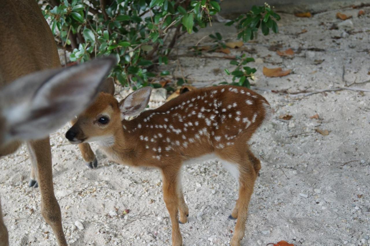 Deer Run On The Atlantic Bed & Breakfast Big Pine Key Dış mekan fotoğraf